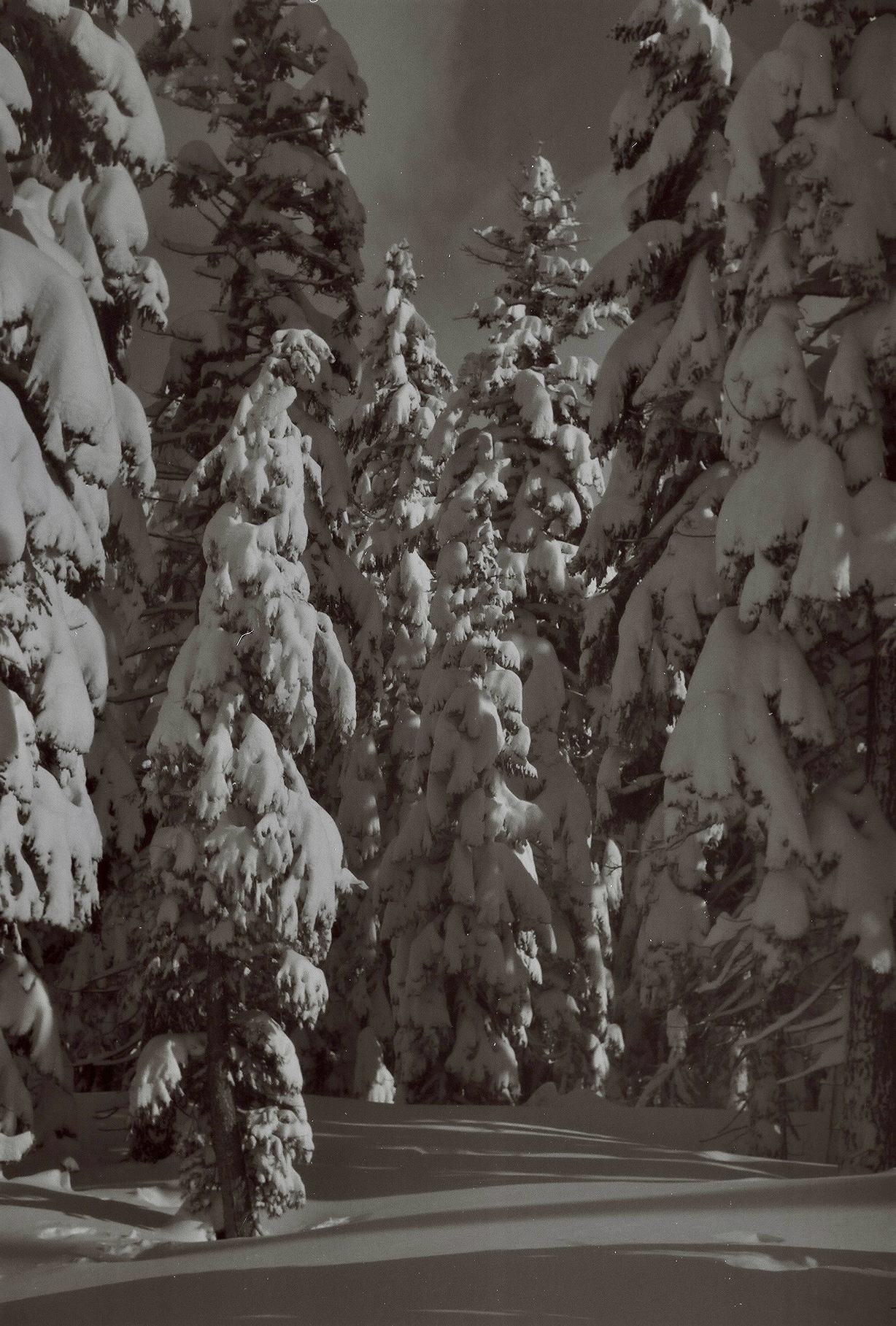 Nature Photo 17